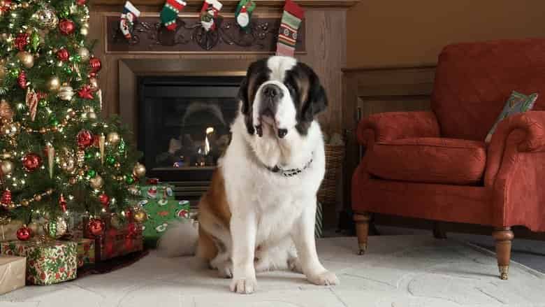 Beethoven - Świąteczna przygoda Cały Film (2011) Online - Gdzie Obejrzeć